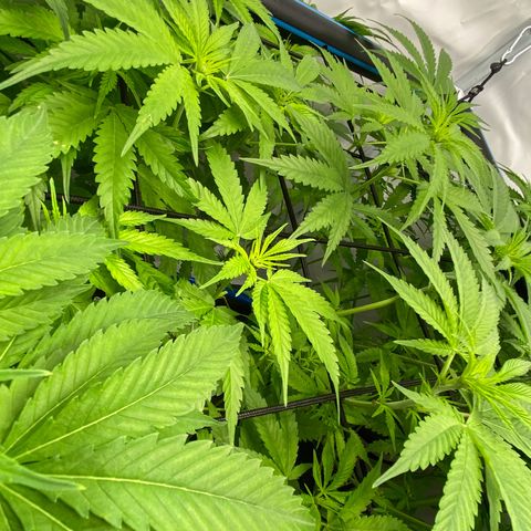 Chocolate Haze  growlog timeline photo