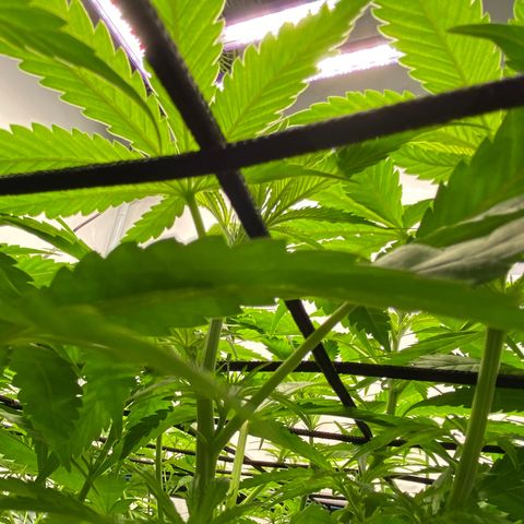 Chocolate Haze  growlog timeline photo