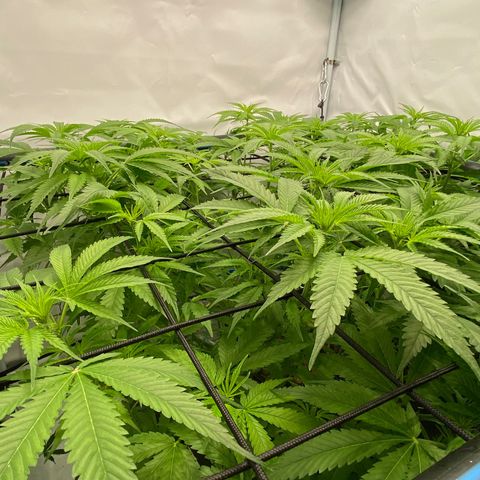 Chocolate Haze  growlog timeline photo