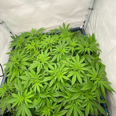 Chocolate Haze  growlog timeline photo