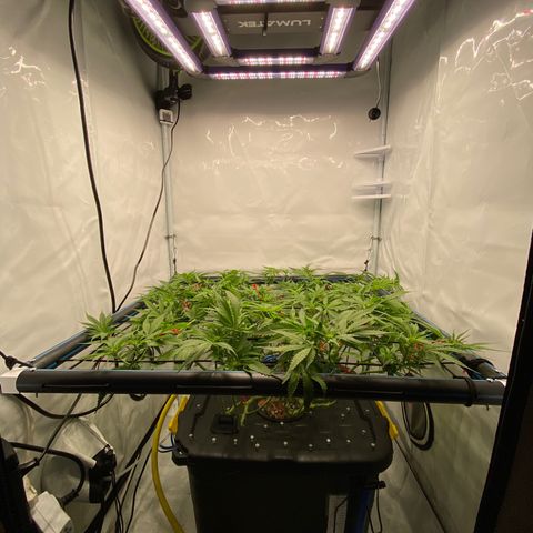 Chocolate Haze  growlog timeline photo