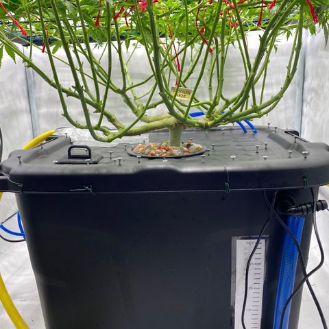 Chocolate Haze  growlog timeline photo