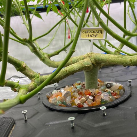 Chocolate Haze  growlog timeline photo