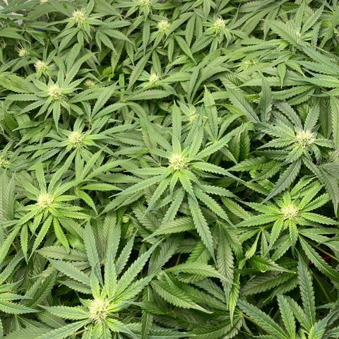 Chocolate Haze  growlog timeline photo