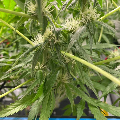 Chocolate Haze  growlog timeline photo