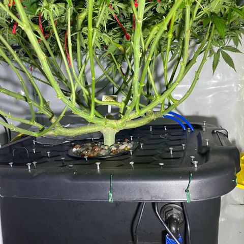 Chocolate Haze  growlog timeline photo