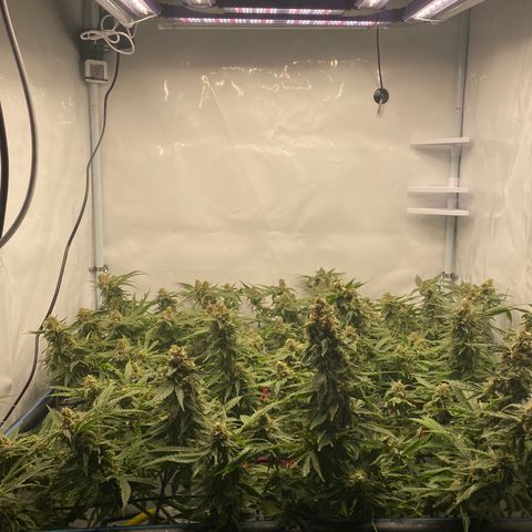 Chocolate Haze  growlog timeline photo