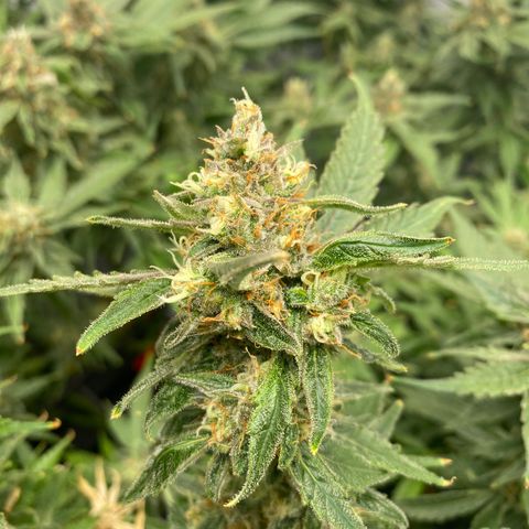 Chocolate Haze  growlog timeline photo