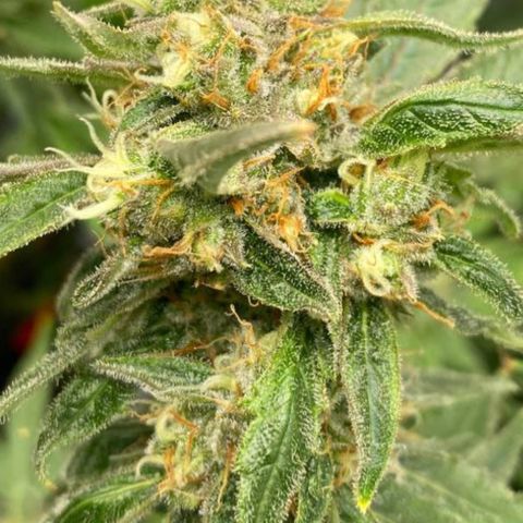 Chocolate Haze  growlog timeline photo