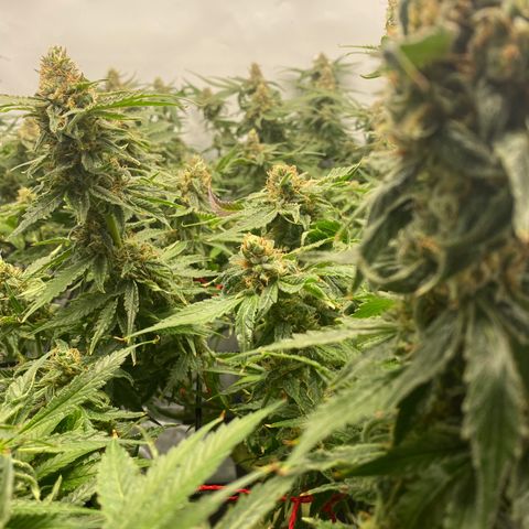 Chocolate Haze  growlog timeline photo
