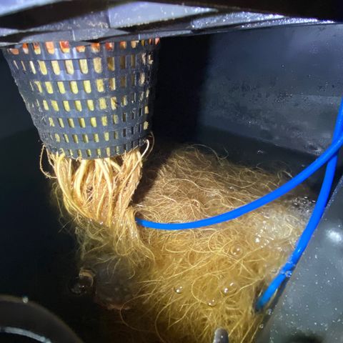 Chocolate Haze  growlog timeline photo