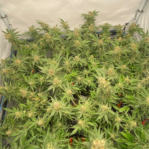 Chocolate Haze  growlog timeline photo