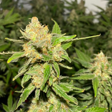 Chocolate Haze  growlog timeline photo