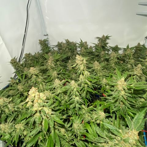 Chocolate Haze  growlog timeline photo