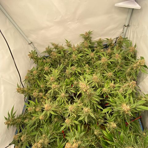 Chocolate Haze  growlog timeline photo