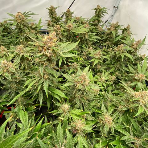 Chocolate Haze  growlog timeline photo