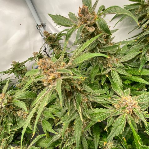 Chocolate Haze  growlog timeline photo