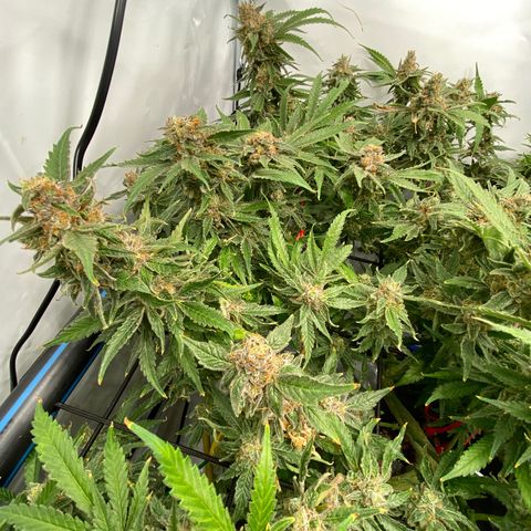 Chocolate Haze  growlog timeline photo