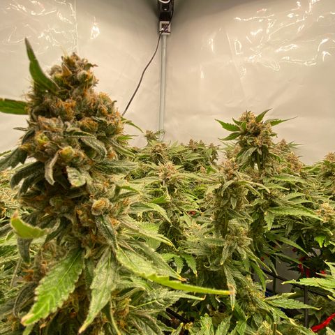 Chocolate Haze  growlog timeline photo