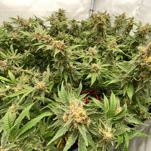Chocolate Haze  growlog timeline photo