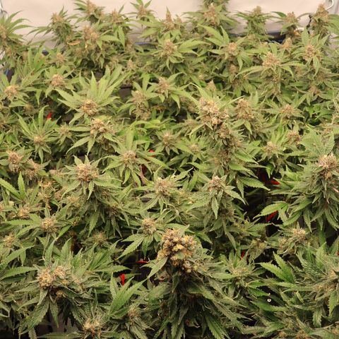 Chocolate Haze  growlog timeline photo