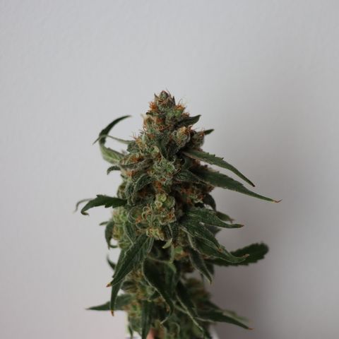 Chocolate Haze  growlog timeline photo