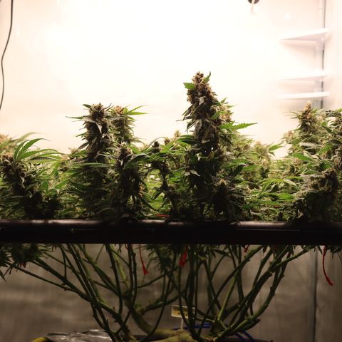 Chocolate Haze  growlog timeline photo