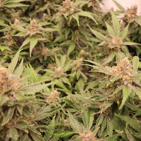 Chocolate Haze  growlog timeline photo
