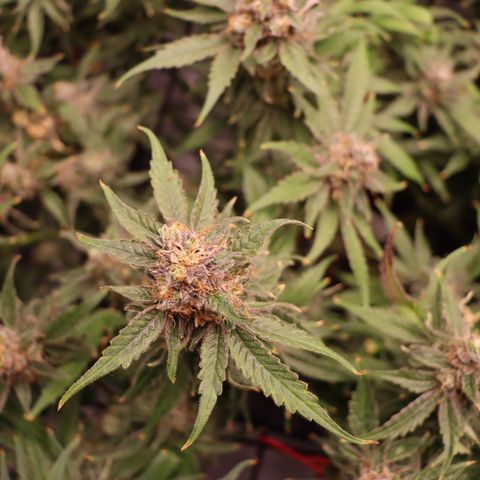 Chocolate Haze  growlog timeline photo