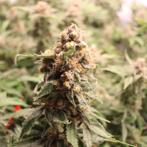 Chocolate Haze  growlog timeline photo