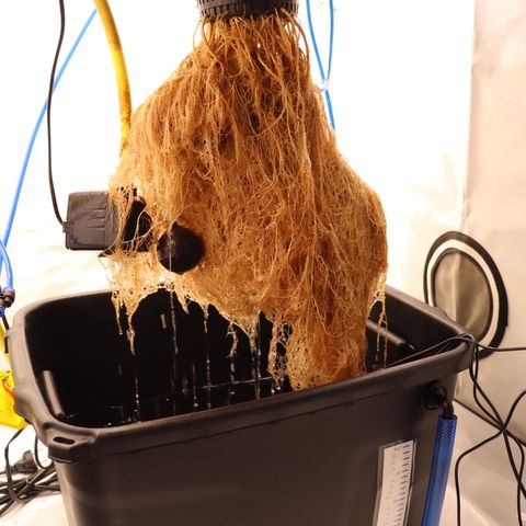 Chocolate Haze  growlog timeline photo