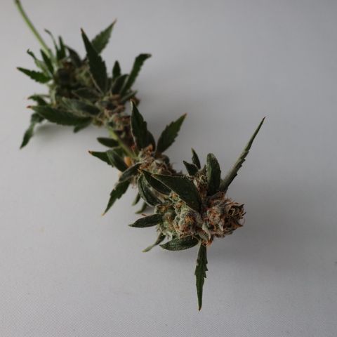 Chocolate Haze  growlog timeline photo