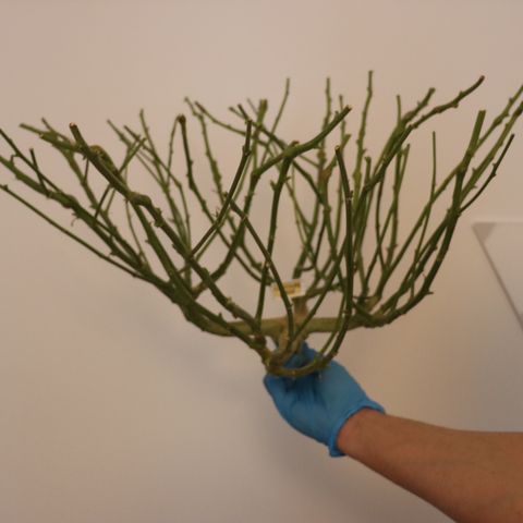 Chocolate Haze  growlog timeline photo