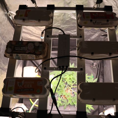 Chocolate Haze  growlog timeline photo