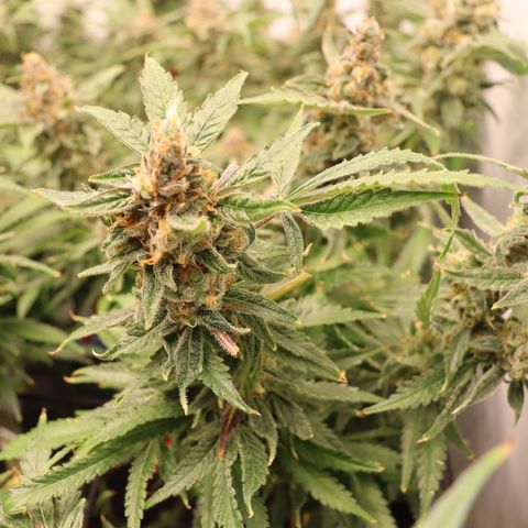 Chocolate Haze  growlog timeline photo