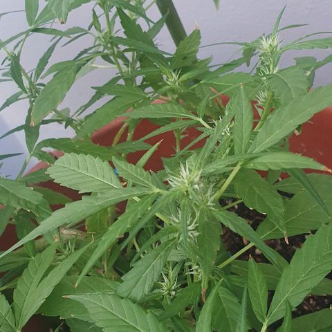 Granny OG growlog timeline photo