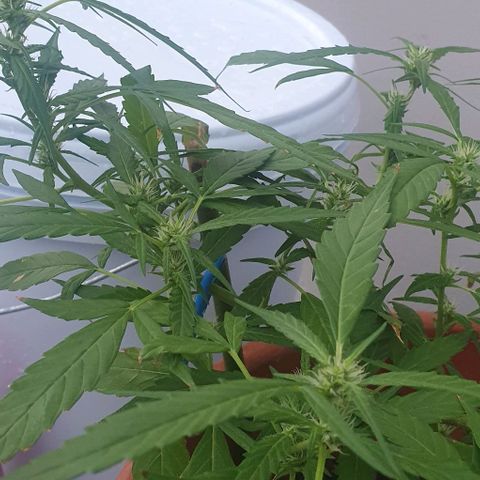 Granny OG growlog timeline photo