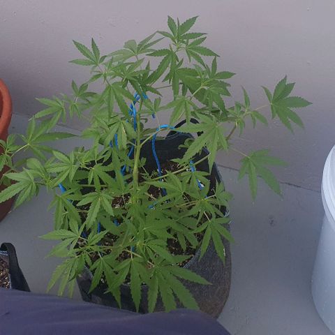 Jaks Hg growlog timeline photo