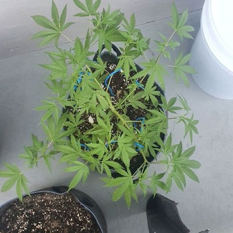 Jaks Hg growlog timeline photo