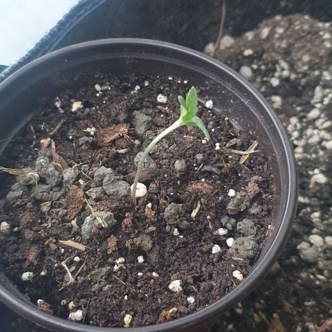 Black Sugar (Seedsman) growlog timeline photo