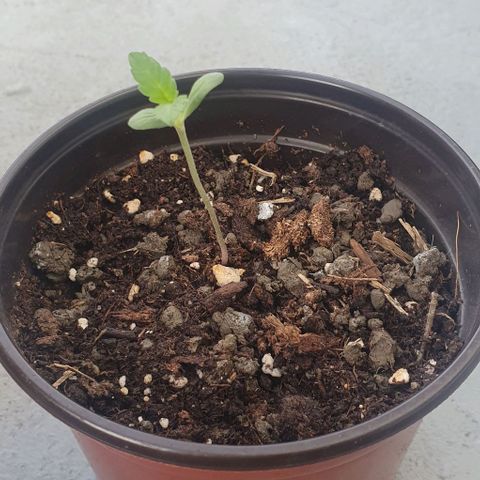 Black Sugar (Seedsman) growlog timeline photo
