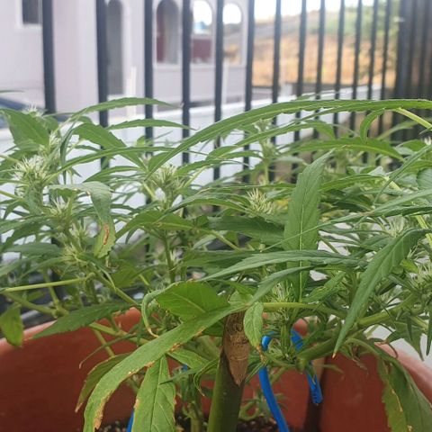 Granny OG growlog timeline photo
