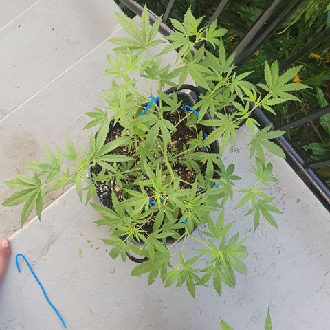 Jaks Hg growlog timeline photo
