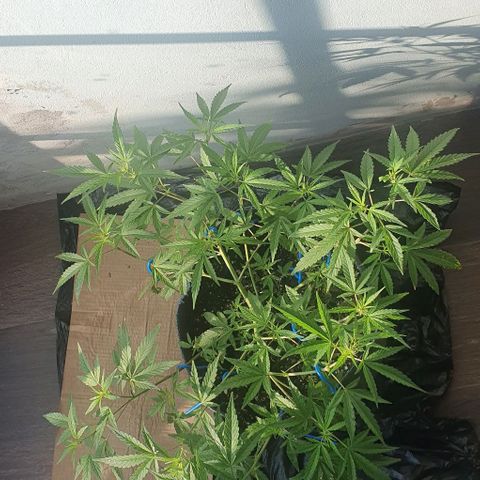 Jaks Hg growlog timeline photo