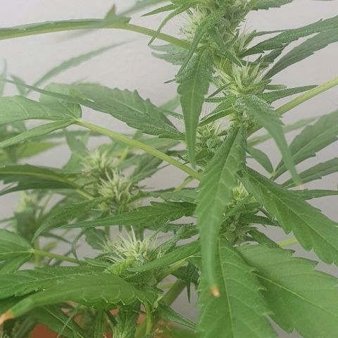 Granny OG growlog timeline photo