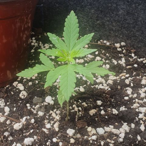Blackberry Gum Auto growlog timeline photo