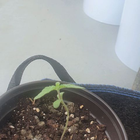 Black Sugar (Seedsman) growlog timeline photo