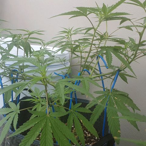 Jaks Hg growlog timeline photo