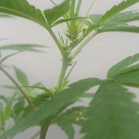 Jaks Hg growlog timeline photo