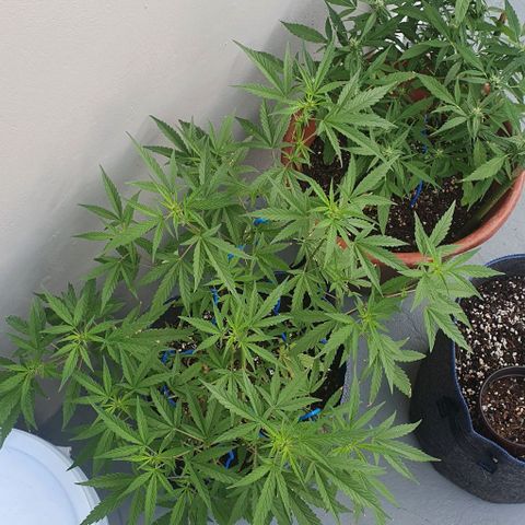 Jaks Hg growlog timeline photo